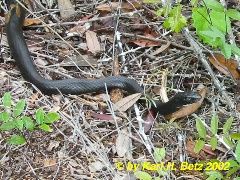 Black Racer 020413 am.jpg [253 Kb]